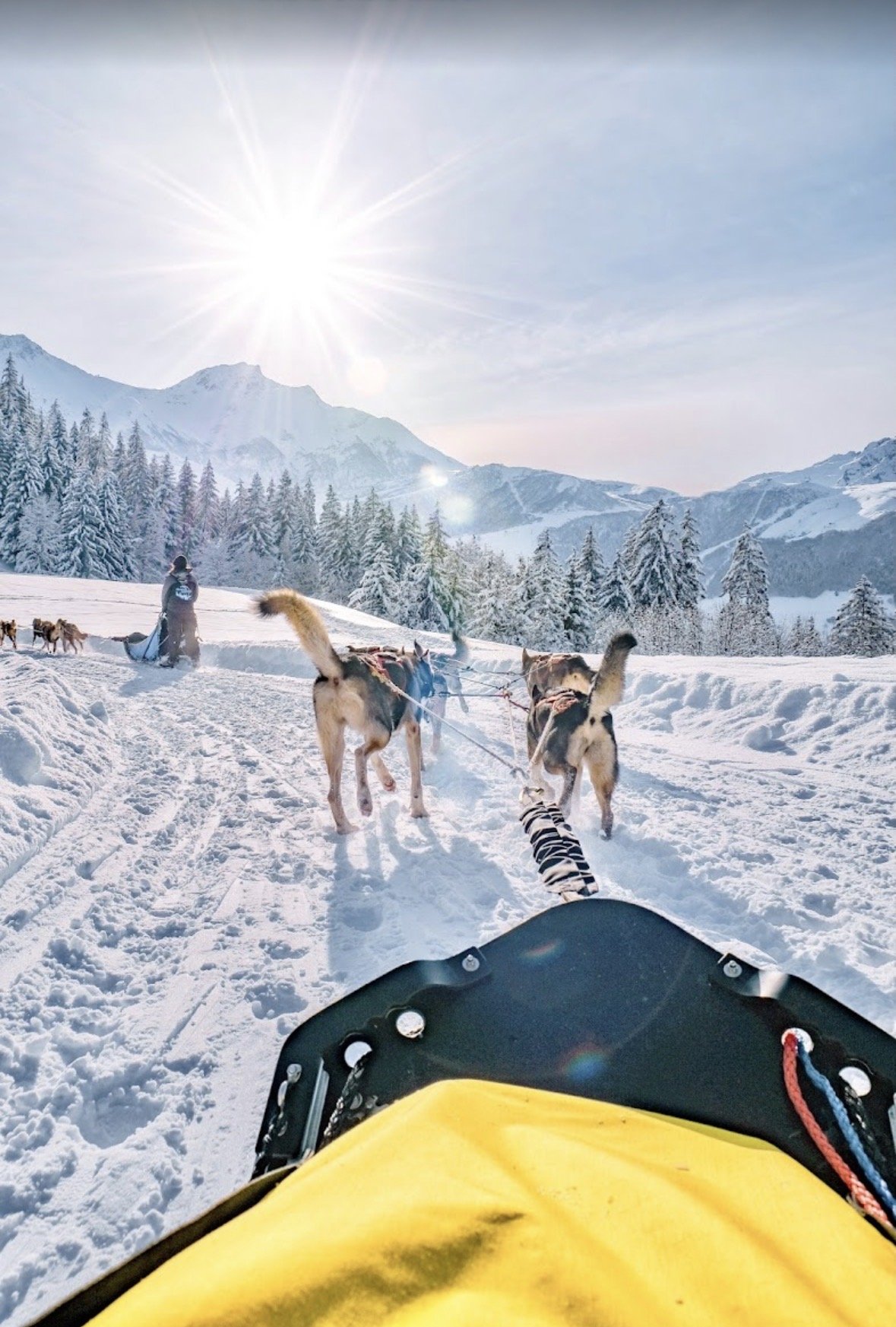 Attelage de chiens de traîneau à Valmorel, soleil rasant et sommets enneigés